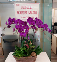 OP502 大展6支蝴蝶蘭盆景